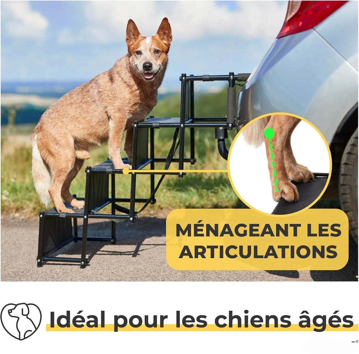 Escalier pour chien, idéal pour les chiens âgés