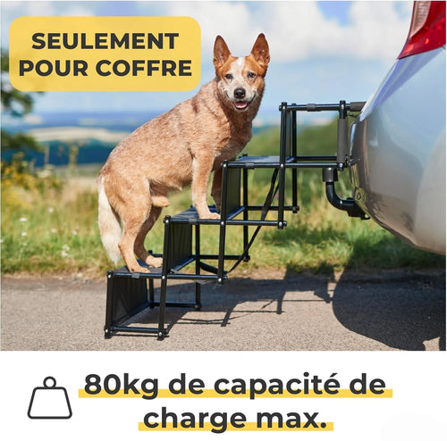 Chien montant dans le coffre grâce à l'escalier PatMoov